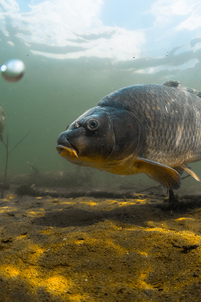Glamping fish 1